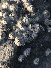 Austrominius modestus