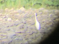 Egretta thula