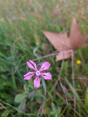 Silene colorata