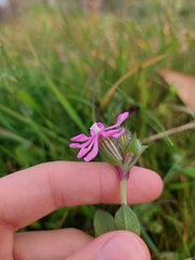 Silene colorata