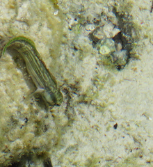 Blenniidae