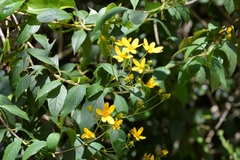 Electranthera mutica