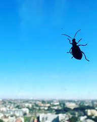 Diabrotica undecimpunctata