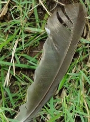 Acridotheres tristis