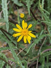 Senecio squalidus