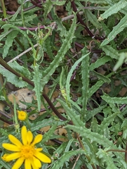 Senecio squalidus