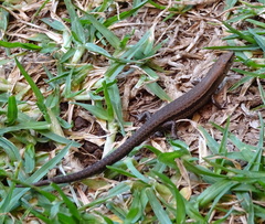 Lampropholis