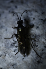 Ichneumonina