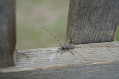 Acanthocinus aedilis