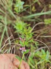 Cleome monophylla