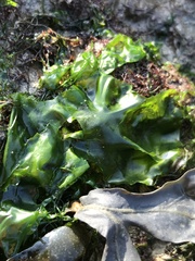 Ulva lactuca