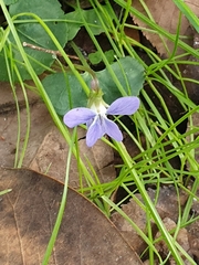 Viola sororia