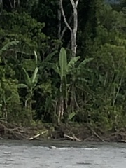 Musa