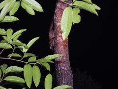 Paradoxurus musangus