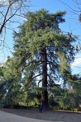 Cedrus atlantica