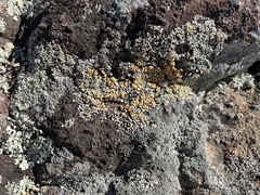 Rhizoplaca subdiscrepans