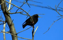 Sturnus unicolor