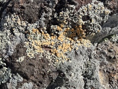 Rhizoplaca subdiscrepans