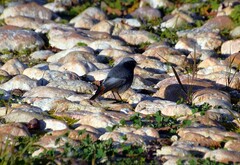 Phoenicurus ochruros