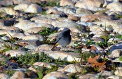 Phoenicurus ochruros