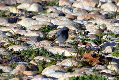 Phoenicurus ochruros