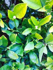 Citrus × aurantiifolia