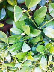 Citrus × aurantiifolia