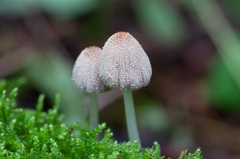 Coprinopsis