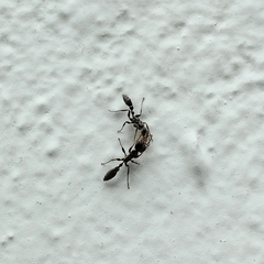 Pseudomyrmex gracilis