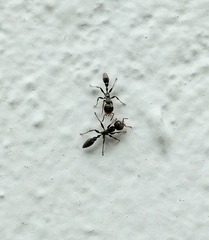 Pseudomyrmex gracilis