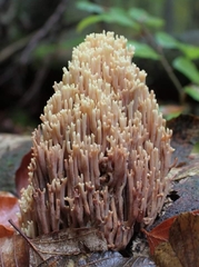 Ramaria stricta