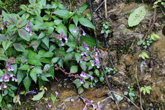 Scutellaria nigricans
