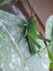 Acanthacris ruficornis