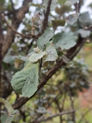 Brachylaena rotundata