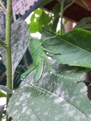 Acanthacris ruficornis