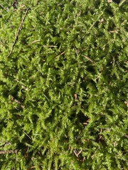 Rhytidiadelphus squarrosus