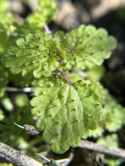 Hesperocnide tenella