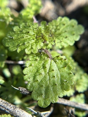 Hesperocnide tenella