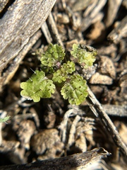 Hesperocnide tenella