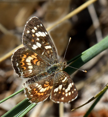 Phyciodes picta