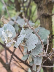 Brachylaena rotundata