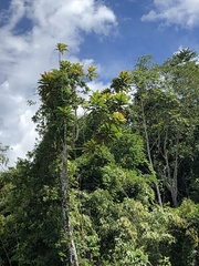 Cecropia