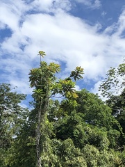 Cecropia