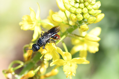 Bulbine frutescens