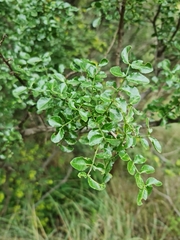 Zanthoxylum capense