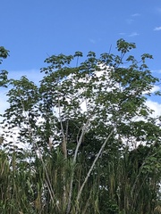 Cecropia