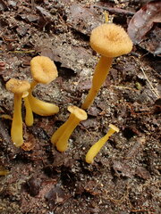 Craterellus