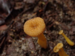 Craterellus