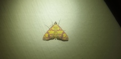 Stenochora lancinalis