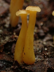 Craterellus